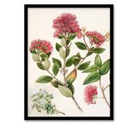 Artery8 Sarah Featon New Zealand Rata Flowers Illustration Framed Wall Art Print Home Décor A4