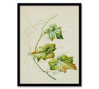 Artery8 Sarah Featon New Zealand Sicyos Australis Mawhai Plant Framed Wall Art Print Home Décor A3