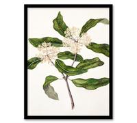 Artery8 Sarah Featon New Zealand Tarata Lemonwood Plant Framed Wall Art Print Home Décor A3