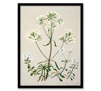 Artery8 Sarah Featon New Zealand White Gentiana Flowers Framed Wall Art Print Home Décor A3