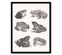 Artery8 Theo van Hoytema Six Frogs and Toads Pencil Drawing Framed Wall Art Print Home Décor A3