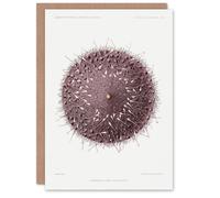 Artery8 Vintage Marine Life Art Card Sea Urchin Detailed Illustration