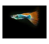 Artery8 Warby Guppy Fish Sea Ocean Photo Unframed Wall Art Print Poster Home Decor Premium Guerra PEZ Oceano Fotografía pared Póster Casa