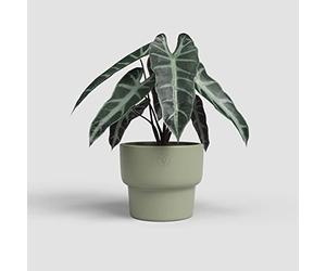Artevasi Echo - Macetero Alto, decoración del hogar, 16,5 cm de diámetro, Color Verde Oliva