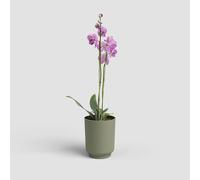Artevasi Miami - Maceta Moderna de 12,5 cm con Superficie Mate de plástico Reciclado, Ideal para Uso en Interiores y orquídeas, 12,5 cm