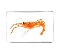 Artibetter Espécimen de Camarón en Resina Ligera para Colección en Casa, Diseño Creativo y Fácil de Usar como Decoración Científica y Educativa