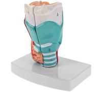 Artibetter Modelo de Anatomía Laríngea Detallado y Ligero de Pvc para Formación Médica y Preparación de Exámenes en Educación Sanitaria