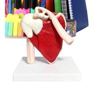 Articulación anatómica del hombro, herramienta de demostración clínica, ayuda de aprendizaje anatómica de PVC, modelo de hombro de cuerpo humano, modelo Śhoulder para médico, profesor, ciencia, aula