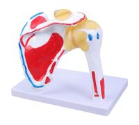 Articulación anatómica del hombro humano con músculos estructura nerviosa hombro musculado modelo anatomía ayuda didáctica
