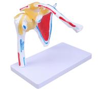 Articulación anatómica del hombro humano con músculos y estructura nerviosa, modelo de anatomía de articulación de hombro musculado, herramienta de demostración clínica