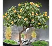 Artificial Green Plant Fruits Decoration, Artificial Orange Tree, with Solid Wood Trunk, Indoor Home Hotel Mall Decorative(4x4m)