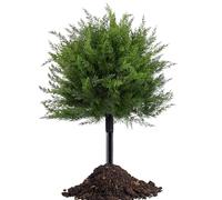 Artificial Topiary - Artificial Cedar Landscape Trees | Ártificial Outdoor Shaped Shrubs, Indoor Spaces With Àrtificial Topiary Trees, Faux Ţopiary For Deck Yard Home Patio Porch Indoor Outside Garden