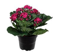 Artificiales - Kalanchoe artificial en maceta H 20 cm Adorable y tres densa) rosa - color: rosa