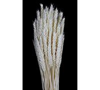 Artipistilos® Espiga De Trigo Natural - Medida Cabeza: Entre 5 Y 15 Cms. De Largo X 2 Cms. Ancho, Marfil - Flor Seca