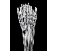 Artipistilos® Espiga De Trigo Natural - Medida Cabeza: Entre 5 Y 15 Cms. De Largo X 2 Cms. Ancho, Plata - Flor Seca