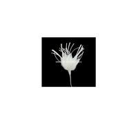Artipistilos® Flor De Plumas - 11 Cms. X 8 Cms. Sin Contar El Tallo, Blanco Roto - Flores De Plumas