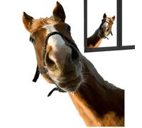 Artistic Humor: Our Horse Wall Decal features a creatively designed paint