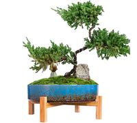 ARTKETTY Macetas de cerámica para bonsái de 29 cm con Drenaje, Maceta Grande para Plantas suculentas de Interior, Maceta Decorativa con Soporte