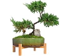 ARTKETTY Macetas - Maceta de cerámica para Bonsai con Drenaje, Maceta Grande para Plantas suculentas para jardín de Plantas Cactus Maceta Decorativa con Soporte