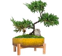 ARTKETTY Macetas suculentas - Maceta suculenta Grande con Drenaje Maceta suculenta Poco Profunda para Interior/Exterior Flor de Cactus, Maceta de bonsái de cerámica con Soporte (Amarillo)