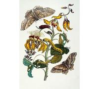 ARToPHIIU Imagen de Lienzo Impresión de Imagen Clásicas Poster Árbol de coral Msmerian y araña de seda de Maria Sibylla Merian para Decoraciones del Hogar 60x90cm