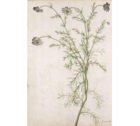 ARToPHIIU Pinturas al óleo Clásicas Impresiones de Lienzo Decorativo Cuadro Chamaemelum Nobile Allioni de Jacques Le Moyne para la Decoración del Hogar del Dormitorio 60x90cm