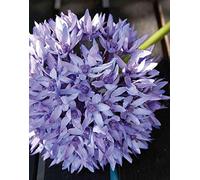 artplants.de Allium Artificial Lisbeth, Lila, 70cm - Planta Falsa - Ajo Ornamental de imitación