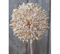 artplants.de Flor Textil de Allium Hella, con Purpurina, Color champán, 45cm - Ajo Ornamental Falso - Allium Artificial
