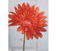 artplants.de Flor Textil Gerbera Aitana, Naranja, 55cm - Margarita Africana sintética - Gerbera Artificial
