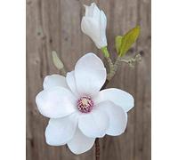 artplants.de Magnolia Textil FEMI, Blanco, 35cm, Ø12cm - Magnolia de plástico/Flor sintética