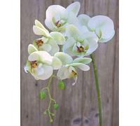 artplants.de Rama de Orquídea Phalaenopsis sintética Ophelia, Verde-Fucsia, 80cm - Flor Textil/Orquídea Artificial