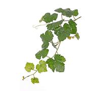 artplants.de Rama de Vid de plástico BJON, Zonas resguardadas, Verde, 60cm