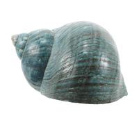 ARTSEWPLY Natural Mediterránea Decorativa Espécimen Detallado para Colección de Conchas de Playa Adorno para Acuario y Decoración Náutica de Mesa para Hogar y Tienda