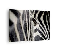 ARTTOR Lienzos decorativos Cebra rayas fauna safari Cuadro Sobre Lienzo Moderno 70x50cm Cuadros Decoracion Salon Dormitorio Cocina Cuadros Pared Imágenes Wall Art Prints Decor Canvas AA70x50-2195