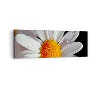 ARTTOR Lienzos decorativos Hierba manzanilla flor agua Cuadro Sobre Lienzo Moderno 90x30cm Cuadros Decoracion Salon Dormitorio Cocina Cuadros Pared Imágenes Wall Art Prints Decor Canvas AB90x30-2282