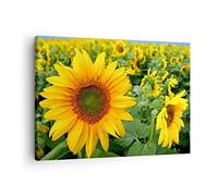 ARTTOR Lienzos decorativos Nubes girasol plantación Cuadro Sobre Lienzo Moderno 70x50cm Cuadros Decoracion Salon Dormitorio Cocina Cuadros Pared Imágenes Wall Art Prints Decor Canvas AA70x50-1157