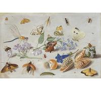ARTXLXXBN Famoso Pinturas Murales Cuadros Abstractos Farfalle e altri insetti di Jan Van Kessel il Vecchio para Decoración de Paredes 60x90cm