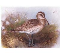 ARTXLXXBN Pinturas Famosas Murales Pared Lienzos De Animales Whimbrel da Birds of the British Isles di Archibald Thorburn para la Decoración del Hogar del Dormitorio 60x90cm