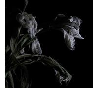 As We Cup Our Hands & Drink From The Stream Of Our [Vinilo]