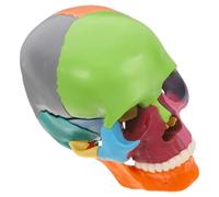 ASAKKURA Modelo Anatómico de Cráneo Humano Colorido de Plástico para Enseñanza y Entrenamiento, Facilitando el Aprendizaje con Uso Prolongado en Instituciones Educativas