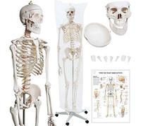 asdchZen Esqueleto De Anatomía Ósea Humana, 180 Cm, Tamaño Real, Modelo De Aprendizaje Humano, Ayuda Didáctica, Modelo Anatómico, Incluye Póster con Cubierta Protectora.
