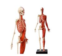 asdchZen Figura De Anatomía Humana De 60 Cm, Modelo Anatómico De Esqueleto Muscular Humano, Modelo De Hueso Muscular Femenino, Maniquí 3D, Referencia Anatómica para Artistas, Color Rojo.