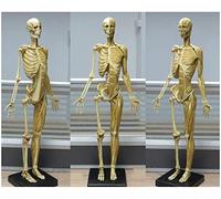 asdchZen Figura De Anatomía Humana De 60 Cm, Modelo Anatómico De Esqueleto Muscular Humano, Modelo De Hueso Muscular Femenino, Maniquí 3D, Referencia Anatómica para Artistas, Amarillo