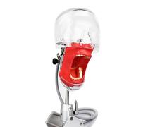 asdchZen Maniquí Simulador Dental Profesional con Modelo De Diente Extraíble Y Modelo De Cabeza. Modelo De Cabeza De Fantasma Dental Portátil. Modelo De Práctica De Enseñanza, Sujetado A La Mesa.