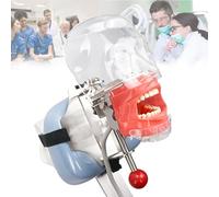 asdchZen Maniquí Simulador Dental Profesional con Modelo De Diente Y Cabeza Extraíbles, Modelo De Cabeza De Fantasma Dental Portátil, Modelo De Práctica De Enseñanza, Atado A Una Silla