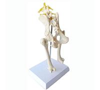 asdchZen Modelo Anatómico Animal, Modelo Anatómico De Fémur con Cinturón Pélvico De Perro, Tamaño Natural, Educación Médica E Investigación Científica.