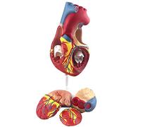 asdchZen Modelo Anatómico De Corazón Humano con Aumento De 2X, con Etiquetas Digitales, 4 Piezas Desmontables E Instrucciones De Posición Anatómica.