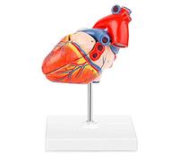 asdchZen Modelo Anatómico De Corazón Humano Grande Y Natural - 34 Signos - Relación Normal - Comunicación Médico-Paciente - Aprendizaje Y Educación