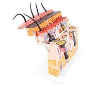 asdchZen Modelo Anatómico De Tejido De Piel Humana Ampliado 70 Veces para Enseñanza De Cirugía Estética Mínimamente Invasiva En Biología.