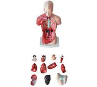 asdchZen Modelo Anatómico De Torso Extraíble De 28 Cm, Modelo De Medicina Y Estética, Esqueleto Humano, Órganos Internos, Modelos Ecológicos De PVC, 15 Piezas